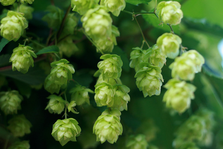 Close-up of a bunch of hops 